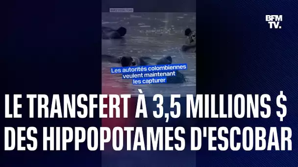 Colombie: 3,5 millions de dollars pour expulser 70 hippopotames de Pablo Escobar