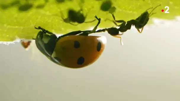 Coccinelle VS pucerons VS fourmis - ZAPPING SAUVAGE