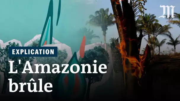 Pourquoi l'Amazonie brûle-t-elle ?