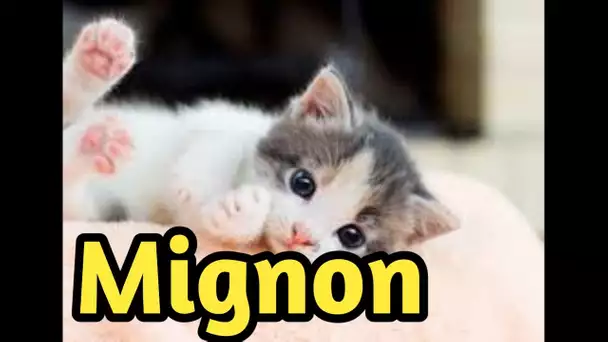 mignon petit chaton endormi, mais ce qui s'est passé après sa sieste?