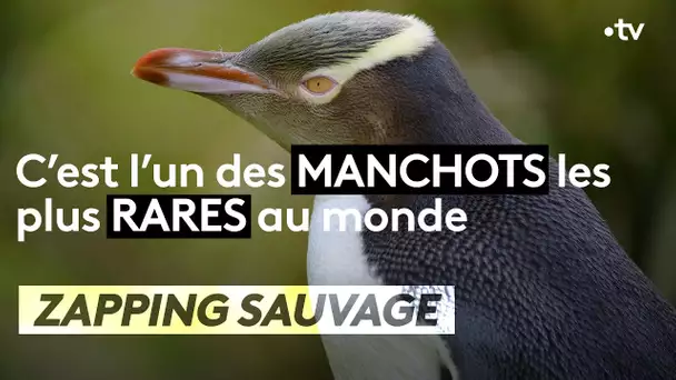 C'est l'un des manchots les plus rares au monde - ZAPPING SAUVAGE