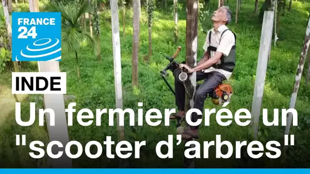 Inde : un fermier invente un "scooter d’arbres" pour récolter des noix de bétel • FRANCE 24