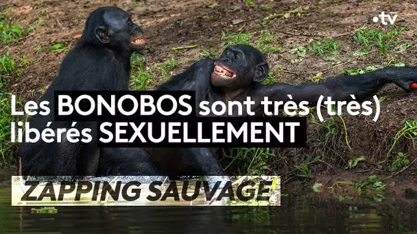 Les Bonobos sont très (très) libérés sexuellement