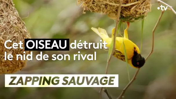 Cet oiseau détruit le nid de son rival - ZAPPING SAUVAGE