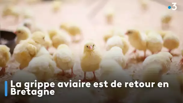 La grippe aviaire est de retour en Bretagne
