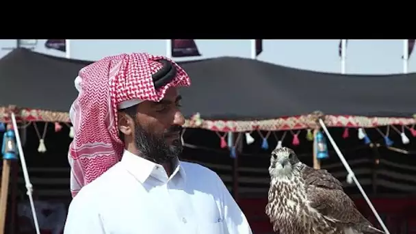 Mangroves, faucons et dromadaires : le Qatar protège sa nature et ses traditions