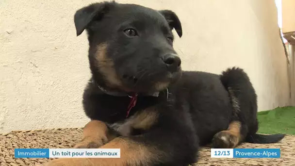 Des animaux abandonnées posent pour des annonces de vente d'appartement à Marseille