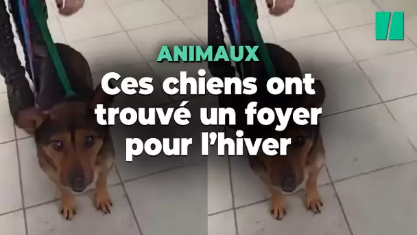 Ces adorables chiens d'un refuge polonais ont pu trouver un foyer pour l'hiver