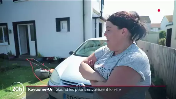 Royaume-Uni : Quand les paons envahissent la ville