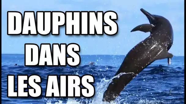 Très beaux sauts de dauphins // Breathtaking Dolphin Jump - ZAPPING SAUVAGE