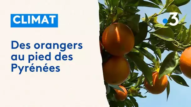 Béarn, les oranges de Cuqueron