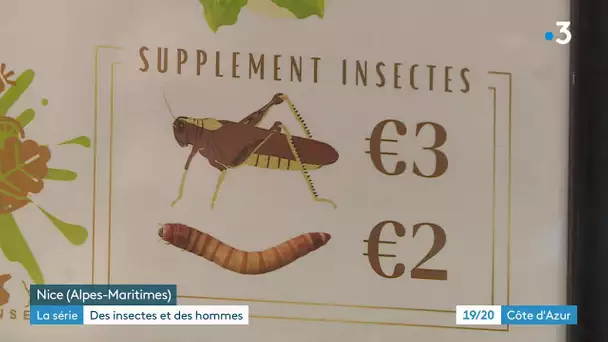 Quand les insectes deviennent des mets à savourer...