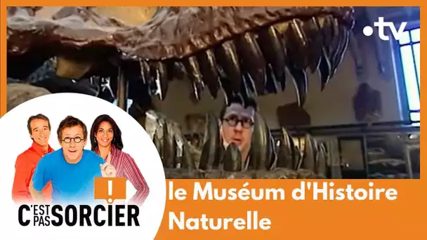 Les coulisses du Muséum d'Histoire Naturelle - C'est pas sorcier [Intégrale]