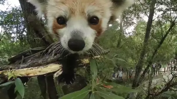 Les pandas roux de Biotropica en 360°