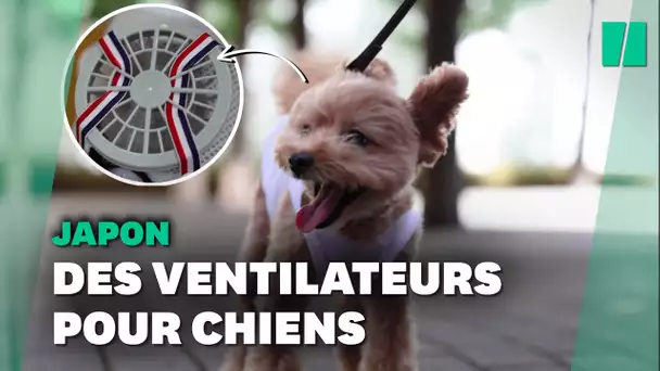 Face à la chaleur au Japon, ces chiens portent un ventilateur portatif