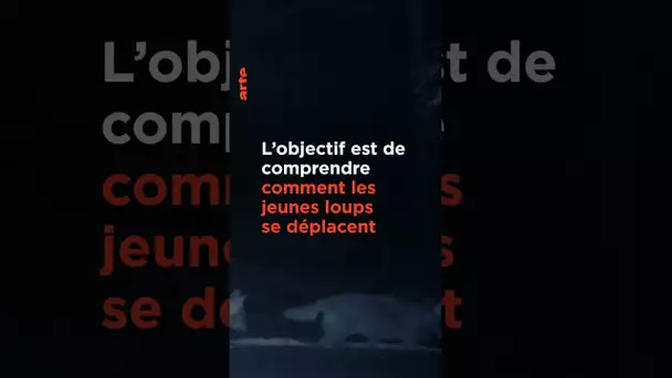 Le grand retour des loups 🐺 #documentaire  #arte