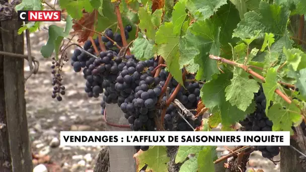 Vendanges : l'afflux des saisonniers inquiète en pleine épidémie