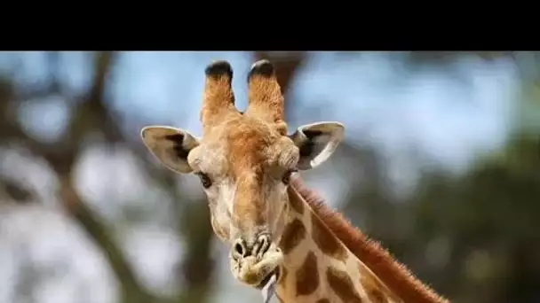 La cause des girafes d'Afrique entendue
