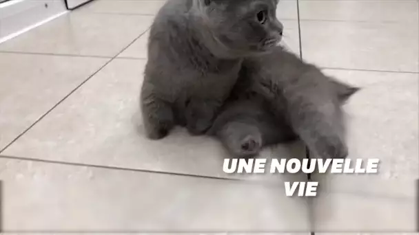 Amputé des 4 membres, ce chat sibérien vit désormais avec des prothèses