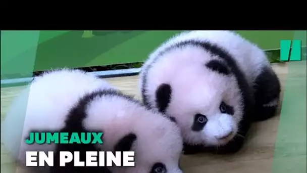 Chine: Deux bébés pandas présentés au public du zoo de Chongqing