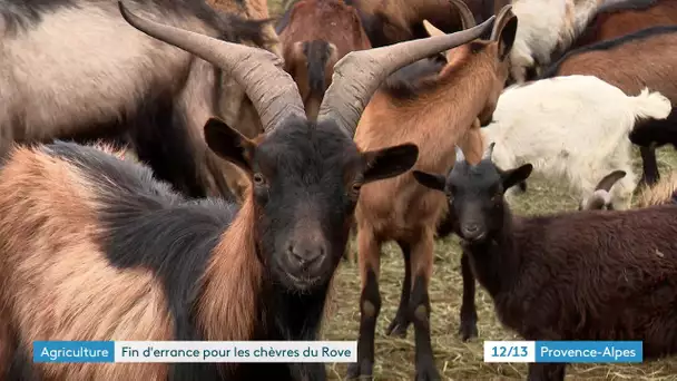 Agriculture : Les chèvres du Rove récupérées par un berger