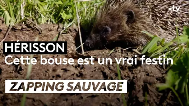 Hérisson : Cette bouse est un vrai festin - ZAPPING SAUVAGE