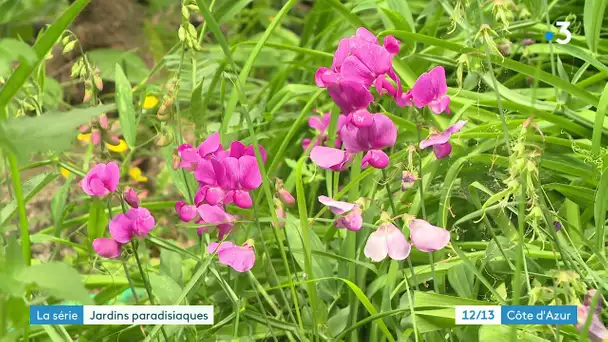 A la Gaude, dans les Alpes Maritimes, une habitante a crée en 40 ans un jardin paradisiaque