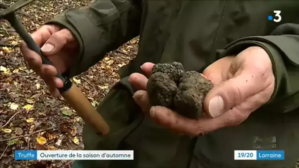 C'est la saison de la truffe en Lorraine !