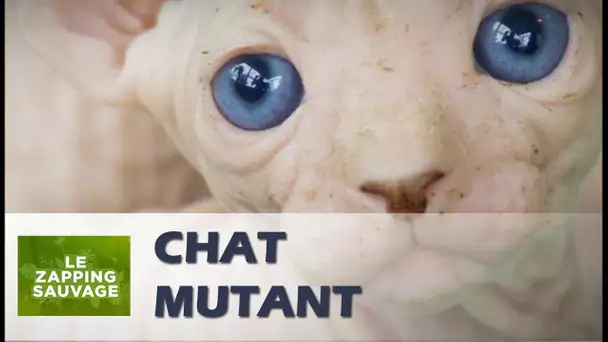 Le chat mutant - ZAPPING SAUVAGE 10