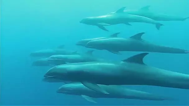 Le dauphin chagrin : se nourrir, se défendre, et se reproduire | Documentaire