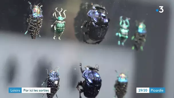 Sortir dans l'Oise : une exposition d'insectes presque bijoux à Verneuil-en-Halatte.