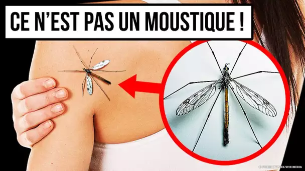 Si Tu Vois Cet Insecte Un Jour, Ne L’écrabouille Pas !