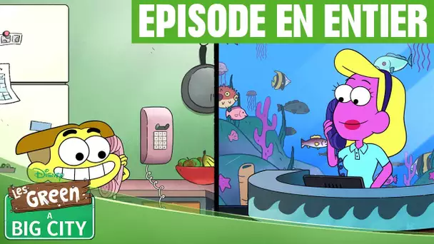 Les Green à Big City - Episode 9 : Cricket appelle un aquarium