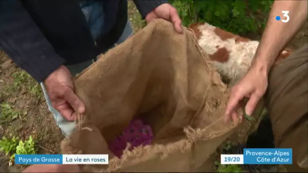 Grasse : récolte de la centifolia, la rose de mai prisée en parfumerie