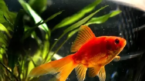 Un hôtelier belge vous propose de louer un poisson rouge pour la nuit