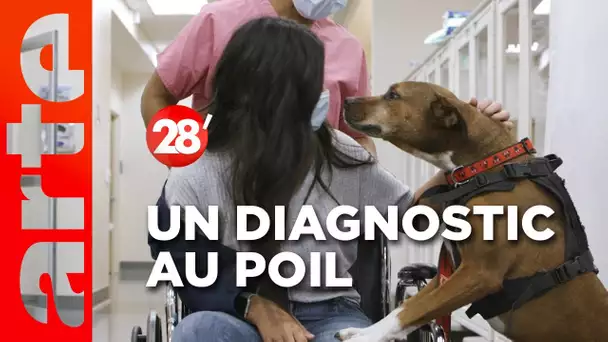 Intéressant : Des chiens pour dépister les maladies à l'hôpital ? - 28 minutes - ARTE