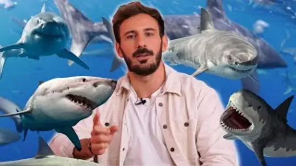 Thibaut Morgado seul au milieu des requins : Il a dû vaincre sa peur !