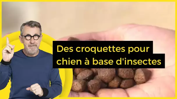 Des croquettes pour chien à base d'insectes - C Jamy