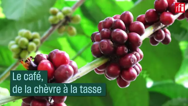 Le café, de la chèvre à la tasse #CulturePrime