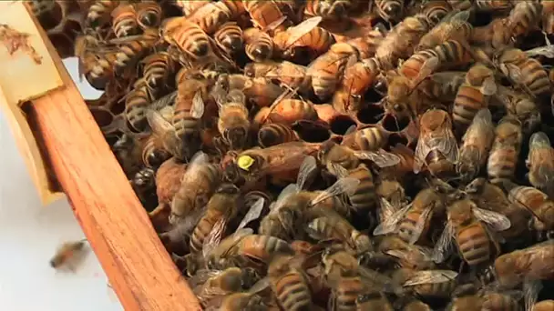 L'association d'apiculteurs "éleveurs de reines" organise sa journée nationale