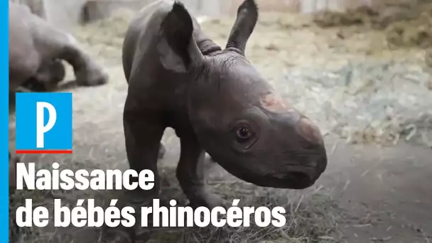 Naissance en décembre de deux bébés rhinocéros noirs