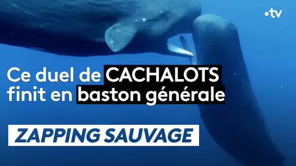 Ce duel de cachalots finit en baston générale - ZAPPING SAUVAGE