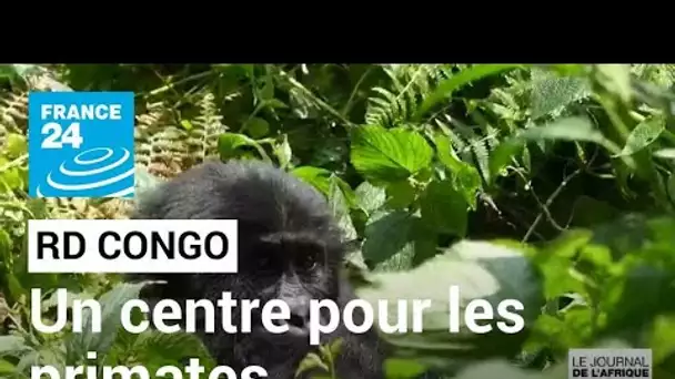 En RD Congo, un centre pour protéger les primates parfois traumatisés • FRANCE 24