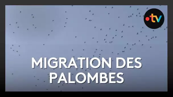 Pays basque : des milliers de palombes observées au dessus d'Urrugne
