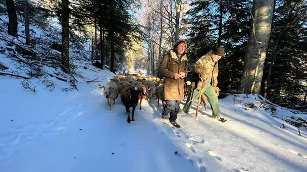 Transhumance hivernale en Cévennes avec Zinzin Reporter