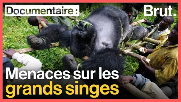 Pourquoi les grands singes sont menacés d'extinction ?