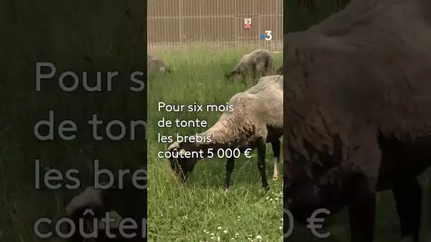 Des moutons pour remplacer des tondeuses