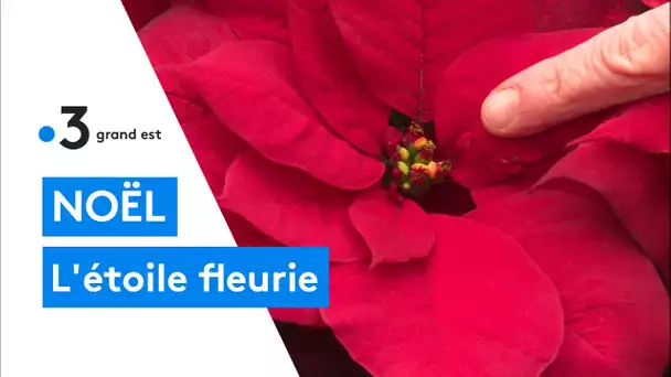 Noël : c'est le temps du poinsettia ou étoile de Noël