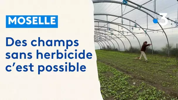 Moselle : cultiver sans glyphosate, c'est possible