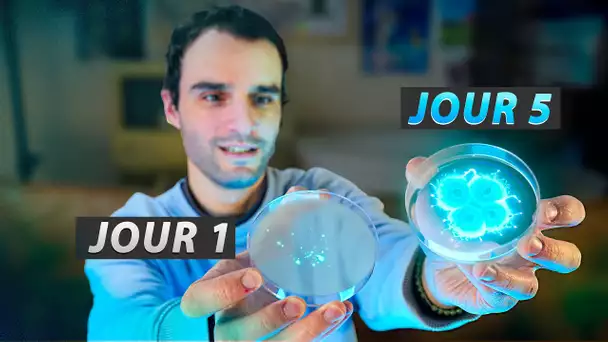 J'élève des bactéries lumineuses !